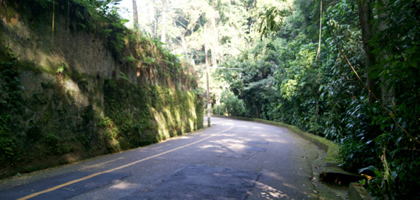 Estrada da floresta