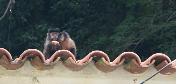 Macacos