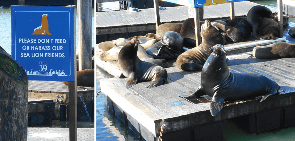 dont feed the sea lions