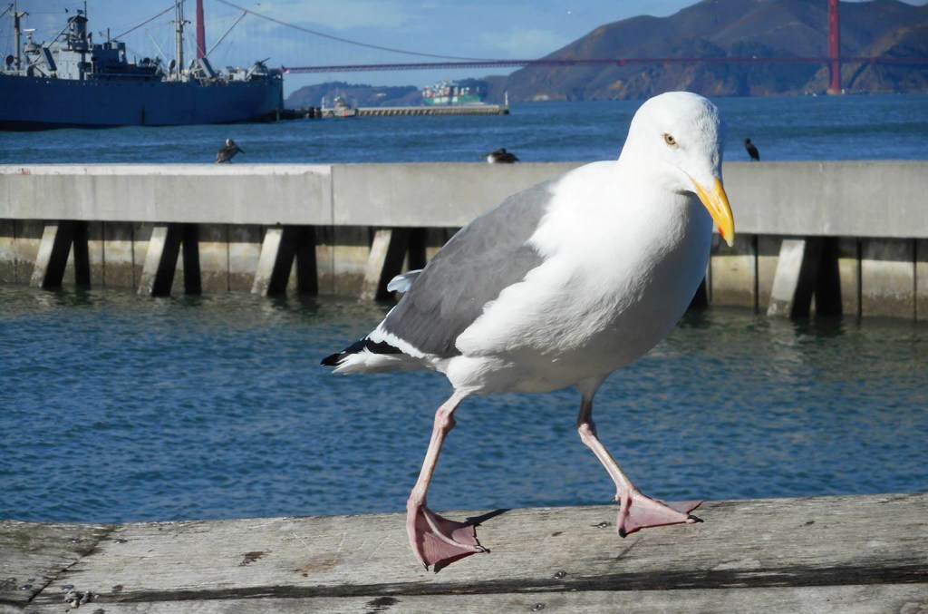 10548053_989347761078583_4386715870513070645_o